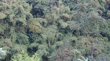 views of the wilderness with bamboo trees and green trees photo