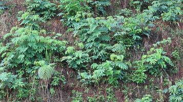 Green plants grow on the walls of forest cliffs as a natural background photo