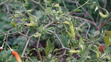 photo of green cayenne pepper on a branch