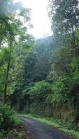 beautiful forest asphalt road as background photo