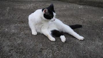 a cat with black and white fur is sitting photo