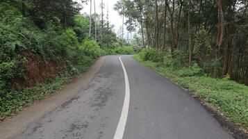 asphalt road in the middle of the forest photo