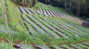 view of green vegetable fields growing and rice field huts in the mountains photo