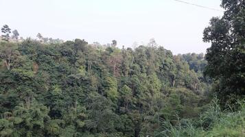 views of the wilderness with bamboo trees and green trees photo