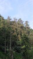 beautiful forest asphalt road as background photo