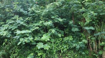 Green plants grow on the walls of forest cliffs as a natural background photo