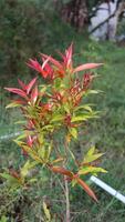 Beautiful red and green leaves of Photinia fraseri 'Red Robin' bush on blurred background of green grass. Selective focus. photo