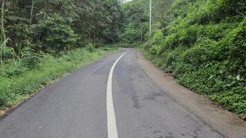 asphalt road in the middle of the forest photo