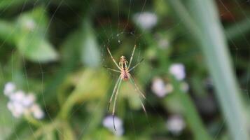close up object of spider animal photo