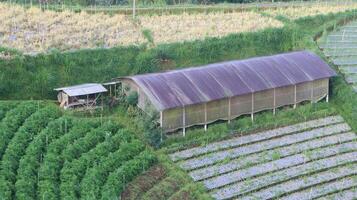view of green vegetable fields growing and rice field huts in the mountains photo
