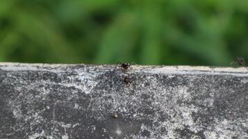 close-up of ant insects on concrete photo