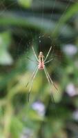 close up object of spider animal photo