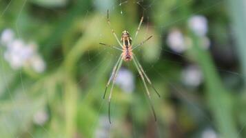 close up object of spider animal photo