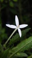 close up of hippobroma longiflora flower and green leaves photo