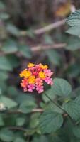 Lantana, or red sage, notorious weed and popular garden flower photo