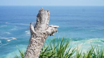 tree trunks without leaves surrounded by green grass with an ocean background photo