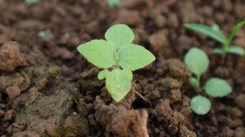 close up of green grass growing from the ground photo