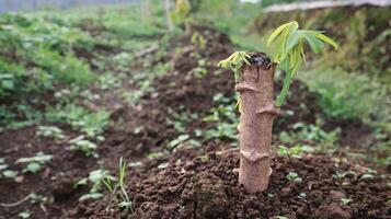 close up of cassava plants growing new leaf shoots and being planted in the ground photo