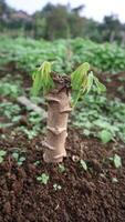 close up of cassava plants growing new leaf shoots and being planted in the ground photo