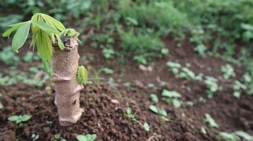 close up of cassava plants growing new leaf shoots and being planted in the ground photo
