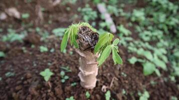 close up of cassava plants growing new leaf shoots and being planted in the ground photo