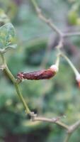 close up of rotten cayenne pepper photo