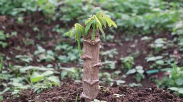 close up of cassava plants growing new leaf shoots and being planted in the ground photo
