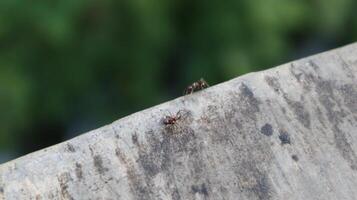 The image shows two ants walking on a concrete surface. photo