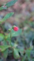 Close Up Growth Sintrong Red Weed photo
