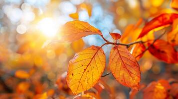 A leafy tree branch with a sun shining on it photo