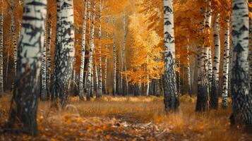 A forest with many trees and a path through it photo