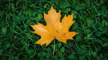 A leaf is laying on the grass photo