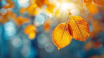A leaf is hanging from a tree branch in the sunlight photo