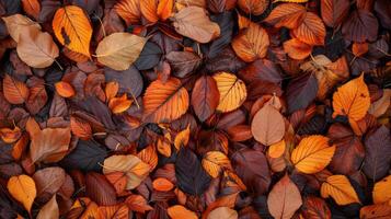 A pile of autumn leaves with a variety of colors photo
