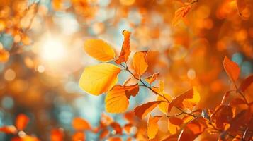 A leafy tree with a bright orange leaf in the foreground photo
