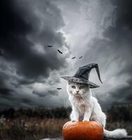 A white cat wearing a witch's hat sits on top of a pumpkin photo