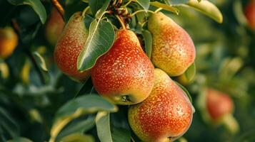 essence of freshness and natural beauty with two pears covered in water droplets photo