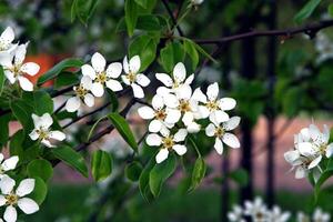 Branch of a blossoming tree photo
