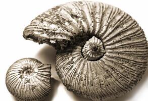 Fossilized ammonite isolated on white background photo
