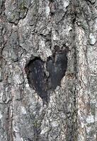 Love symbol, abstract heart on a trunk of tree photo