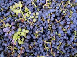 Close-up of grapes clusters photo