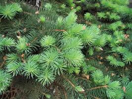 Pine branches with young runaways photo