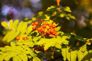 Bright ripe Rowan berries illuminated by the sunset sun beams photo