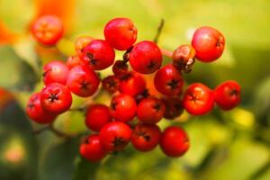 Bright ripe Rowan berries illuminated by the sunset sun beams photo