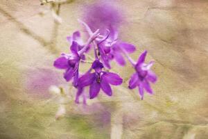 Retro background with beautiful flower and old paper texture overlay. photo