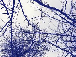 Tree bare branches on spring sky background. photo