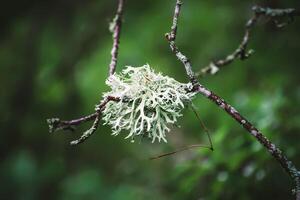 Lichen on a tree branch in a summer forest. photo
