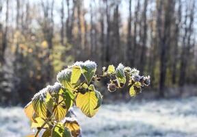 Frost on the green raspberry leaves photo