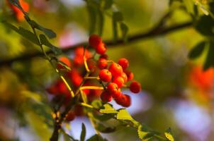 Bright ripe Rowan berries illuminated by the sunset sun beams photo