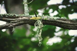 Lichen on a tree branch in a summer forest. photo